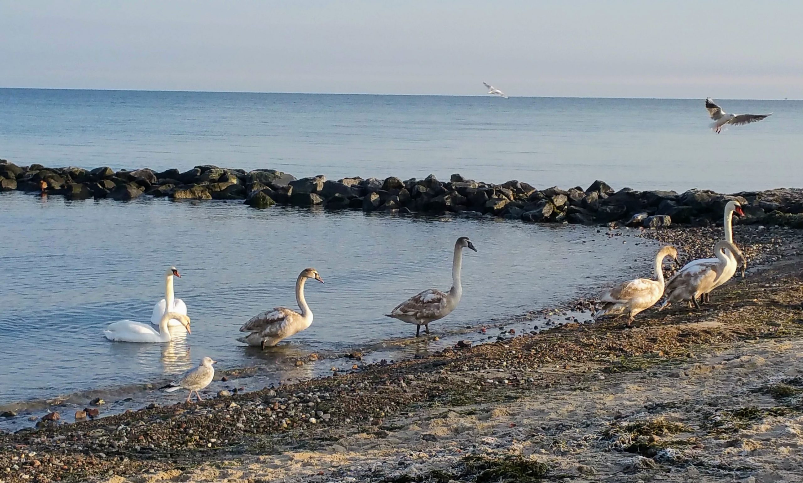 Angebote: Seelenreadings fürs Lebensglück