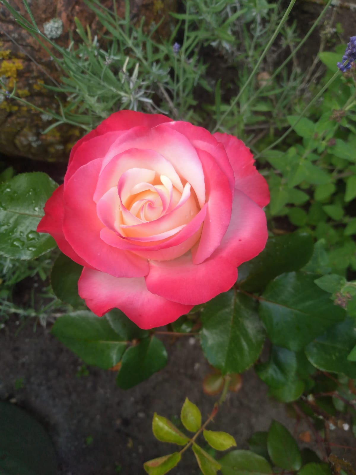 innere Trauer aufgelöst – Liebe, Freude fließt wieder